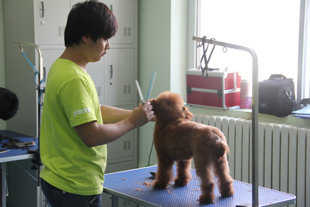 貴賓犬修剪課堂