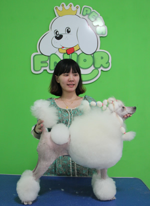 圣寵寵物貴賓犬美容作品