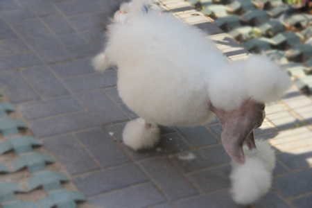 貴賓犬運動裝
