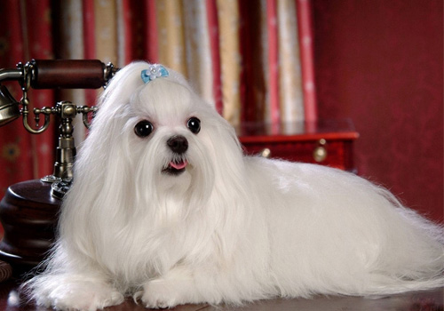 瑪爾濟斯犬