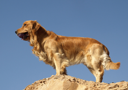 金毛犬