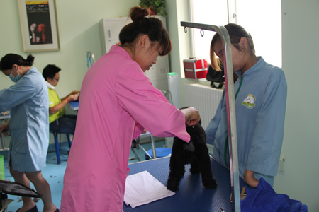 老師指導學員貴賓犬修剪手法