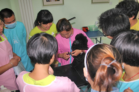 貴賓犬護理
