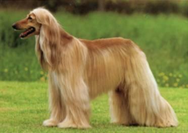 阿富汗犬