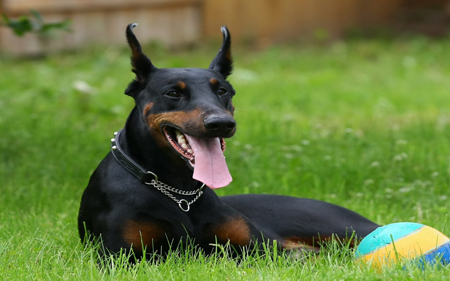杜賓犬
