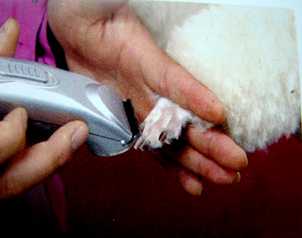 貴賓犬修剪
