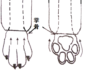 貴賓犬的修剪造型