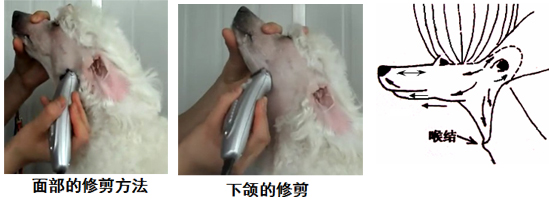貴賓犬的修剪造型