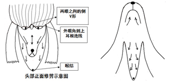 貴賓犬的修剪造型
