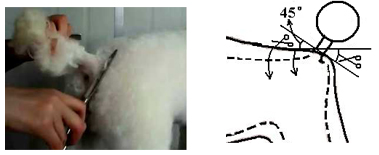 貴賓犬的修剪造型