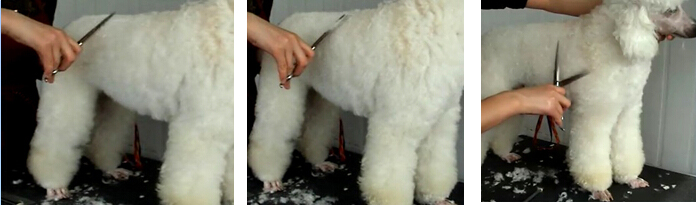 貴賓犬的修剪造型