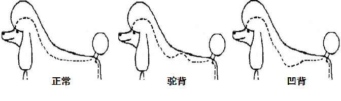 貴賓犬的修剪造型