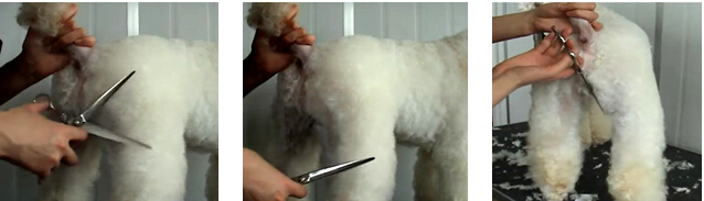 貴賓犬的修剪造型