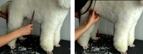 貴賓犬的修剪造型