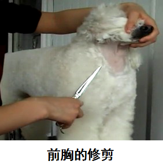 貴賓犬的修剪造型