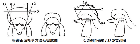 貴賓犬的修剪造型