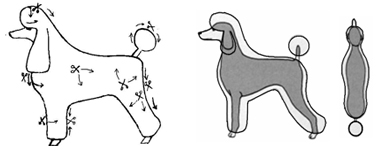 貴賓犬的修剪造型