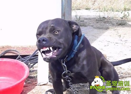 比特犬