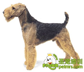 萬(wàn)能梗犬