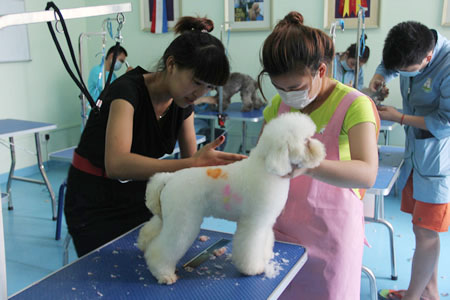 老師指導(dǎo)學(xué)員比熊犬修剪手法