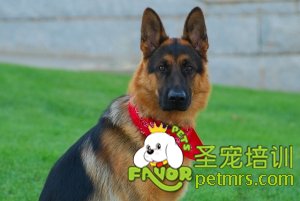 德國牧羊犬