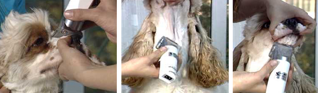 可卡犬修剪