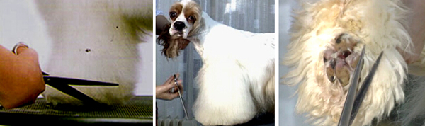 可卡犬修剪