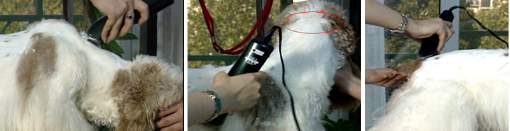 可卡犬修剪