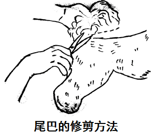 比熊犬修剪