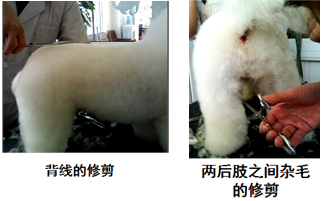 比熊犬修剪