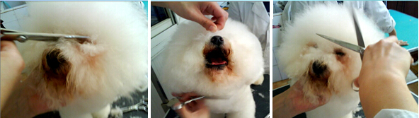 比熊犬修剪