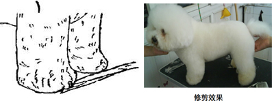 比熊犬修剪