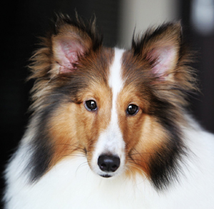 喜樂蒂牧羊犬