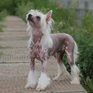 冠毛犬