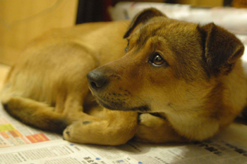 中華田園犬