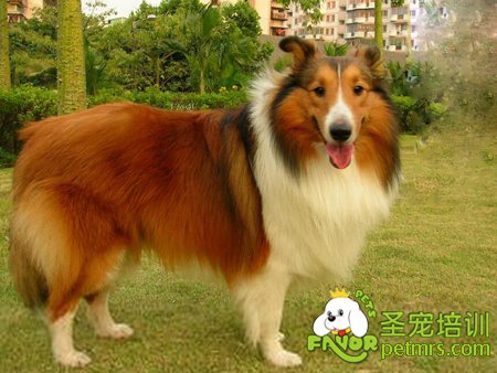 喜樂(lè)蒂牧羊犬