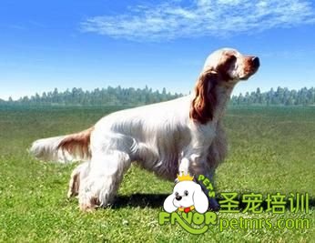 英國可卡犬
