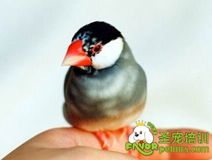 觀賞鳥