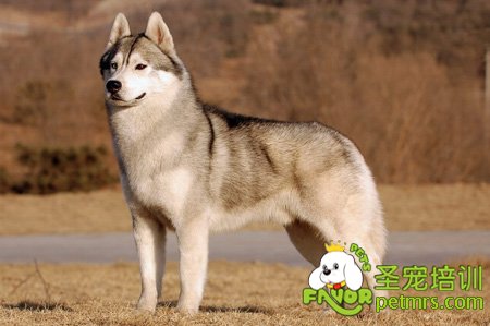 哈士奇犬