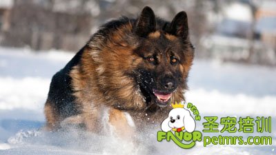 德國牧羊犬