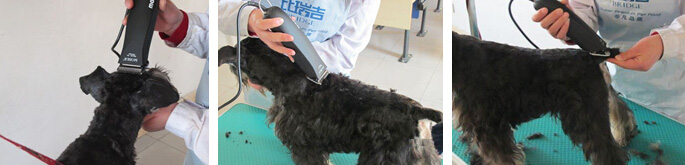 雪納瑞犬的修剪造型(圖文)