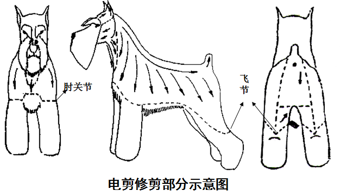 雪納瑞犬的修剪造型(圖文)
