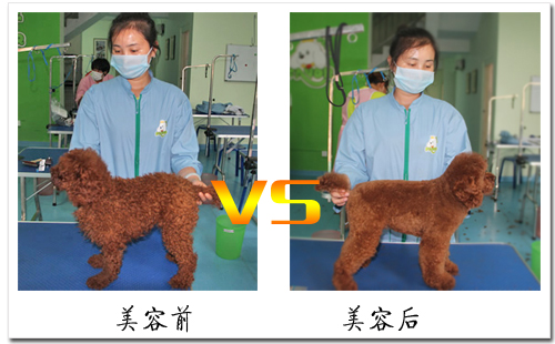 貴賓犬美容前后對比