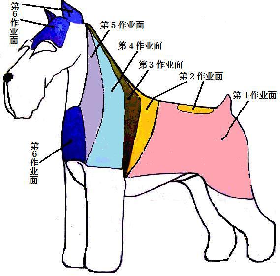 雪納瑞犬的刮毛和拔毛