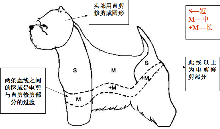 西高地犬美容修剪示意圖