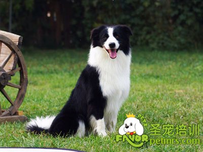 邊境牧羊犬