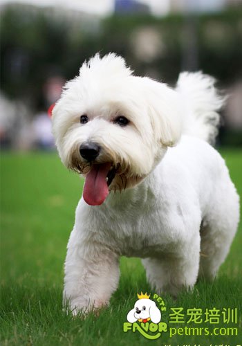 西高地白梗犬