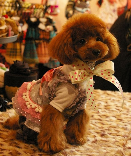 貴賓犬泰迪熊裝