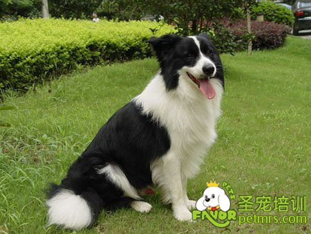 邊境牧羊犬