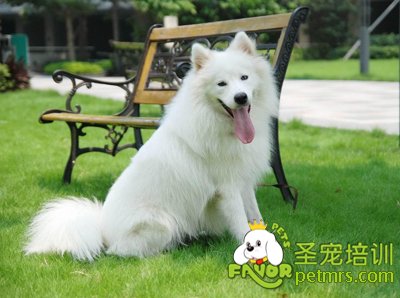 薩摩耶犬